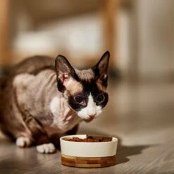 9 Lives Meaty Favorites Variety Pack Canned Cat Food -Almo nature Sales 100311 PT4. AC SS1800 V1682710674