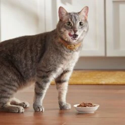 Meow Mix Classic Favorites Tenders In Sauce Variety Pack Wet Cat Food 15 Meow Mix Classic Favorites Tenders In Sauce Variety Pack Wet Cat Food -Almo nature Sales 100332 PT4. AC SS1800 V1674757880