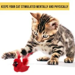 OurPets Play-N-Squeak Real Birds Cardinal Cat Toy -Almo nature Sales 115715 Pt2. AC SS1800 V1583771884