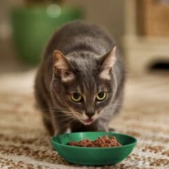 Iams Perfect Portions Indoor Grain-Free Salmon & Turkey Recipe Pate Variety Pack Adult Wet Cat Food Trays -Almo nature Sales 131329 PT2. AC SS1800 V1697577532