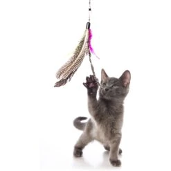 Hartz Just For Cats Kitty Caster Cat Wand Toy With Catnip, Color Varies -Almo nature Sales 139105 PT4. AC SS1800 V1589230945