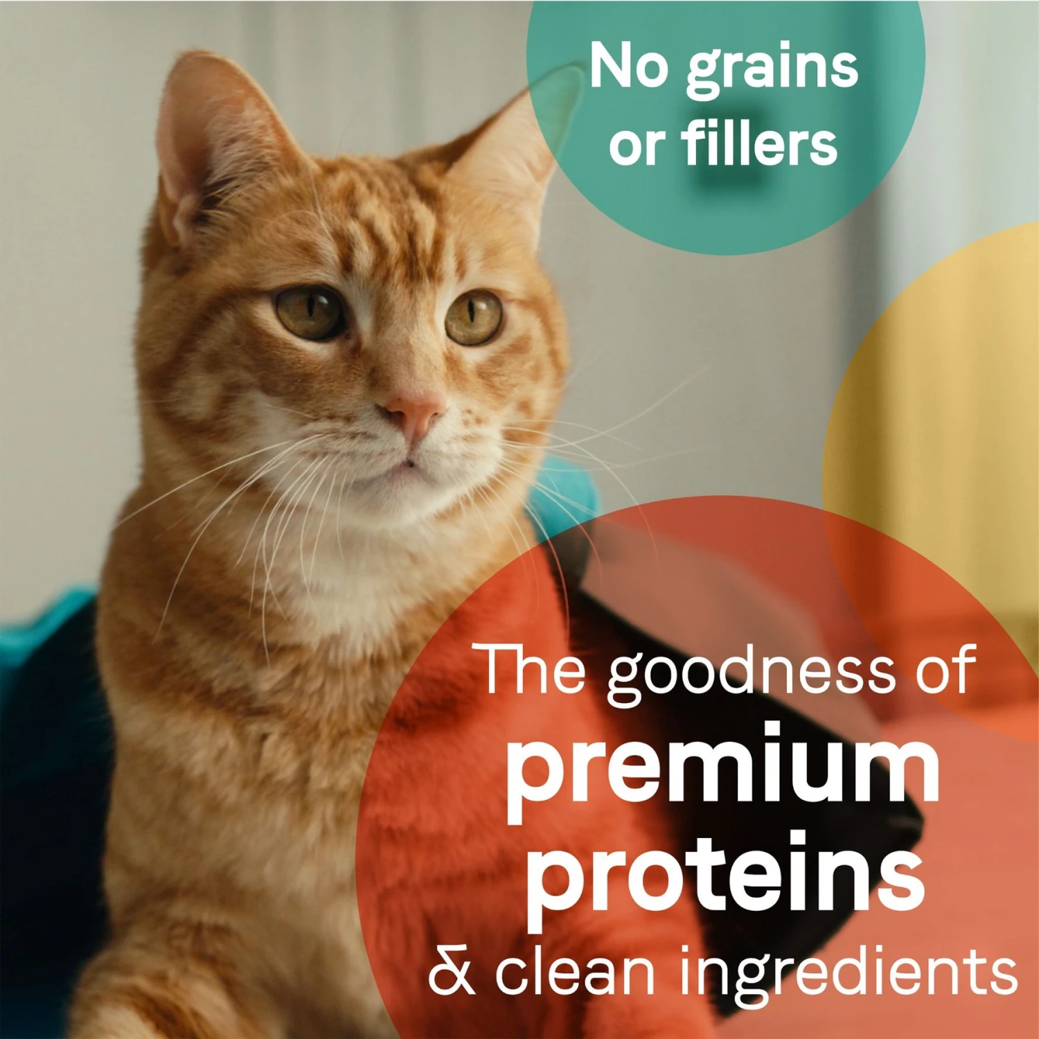 CANIDAE Adore Grain-Free Sardine & Mackerel In Broth Canned Cat Food 9 CANIDAE Adore Grain-Free Sardine & Mackerel In Broth Canned Cat Food - Image 7