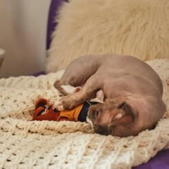 Frisco Halloween Good Bear, Bad Bear Reversible Plush Cat Toy With Catnip -Almo nature Sales 270299 PT3. AC SS1800 V1624817131