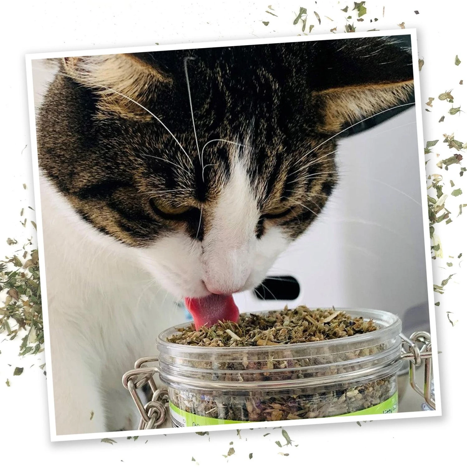 Meowijuana Catnip Pawty Mix, 60-g Jar & Meowijuana Refillable Get Buzzed Catnip Bee Cat Toy 7 Meowijuana Catnip Pawty Mix, 60-g Jar & Meowijuana Refillable Get Buzzed Catnip Bee Cat Toy - Image 5