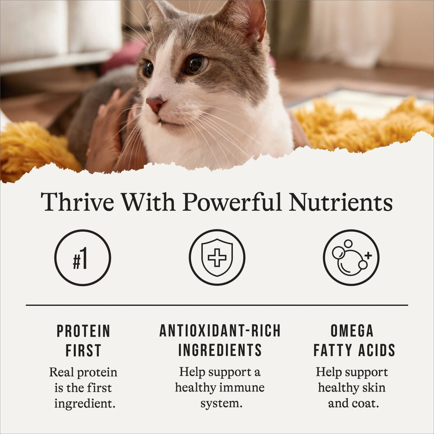 American Journey Senior Pate Chicken Recipe Canned Cat Food, 3-oz Can, Case Of 24 8 American Journey Senior Pate Chicken Recipe Canned Cat Food, 3-oz Can, Case Of 24 - Image 6