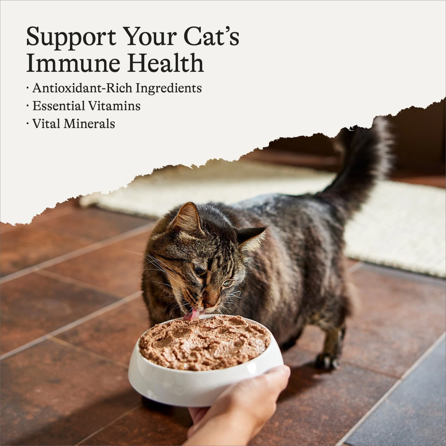 American Journey Senior Pate Salmon Recipe Canned Cat Food, 3-oz Can, Case Of 24 4 American Journey Senior Pate Salmon Recipe Canned Cat Food, 3-oz Can, Case Of 24 - Image 2