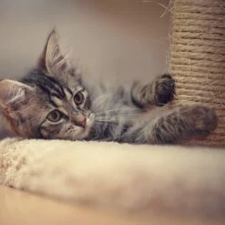 Pet Adobe 19-in Sisal Cat Tree & Condo -Almo nature Sales 345039 PT4. AC SS1800 V1637279604