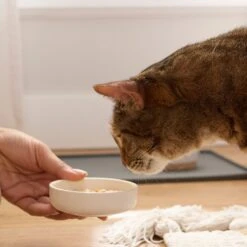 Tiny Tiger Lickables Soup Chicken Recipe In A Creamy Fish Broth Cat Treat & Topper 15 Tiny Tiger Lickables Soup Chicken Recipe In A Creamy Fish Broth Cat Treat & Topper -Almo nature Sales 345179 PT5. AC SS1800 V1696613954