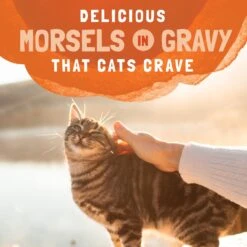 Natural Balance Platefulls Turkey, Chicken & Duck Formula In Gravy Grain-Free Cat Food Pouches 18 Natural Balance Platefulls Turkey, Chicken & Duck Formula In Gravy Grain-Free Cat Food Pouches -Almo nature Sales 50931 PT7. AC SS1800 V1682690664