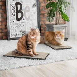 Way Basics Eco ZBoard Premium Cat Scratcher, 2 Count 8 Way Basics Eco ZBoard Premium Cat Scratcher, 2 Count -Almo nature Sales 675390 PT2. AC SS1800 V1665779430