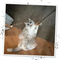 Meowijuana Jump 'n' Jamb Get The Monkey Off Your Back Refillable Swinging Door Jamb Cat Toy -Almo nature Sales 696582 PT6. AC SS1800 V1669385442