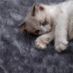 Yaheetech 3-Level Plush Cat Tree, Dark Gray, Medium -Almo nature Sales 705022 PT3. AC SS1800 V1668546620