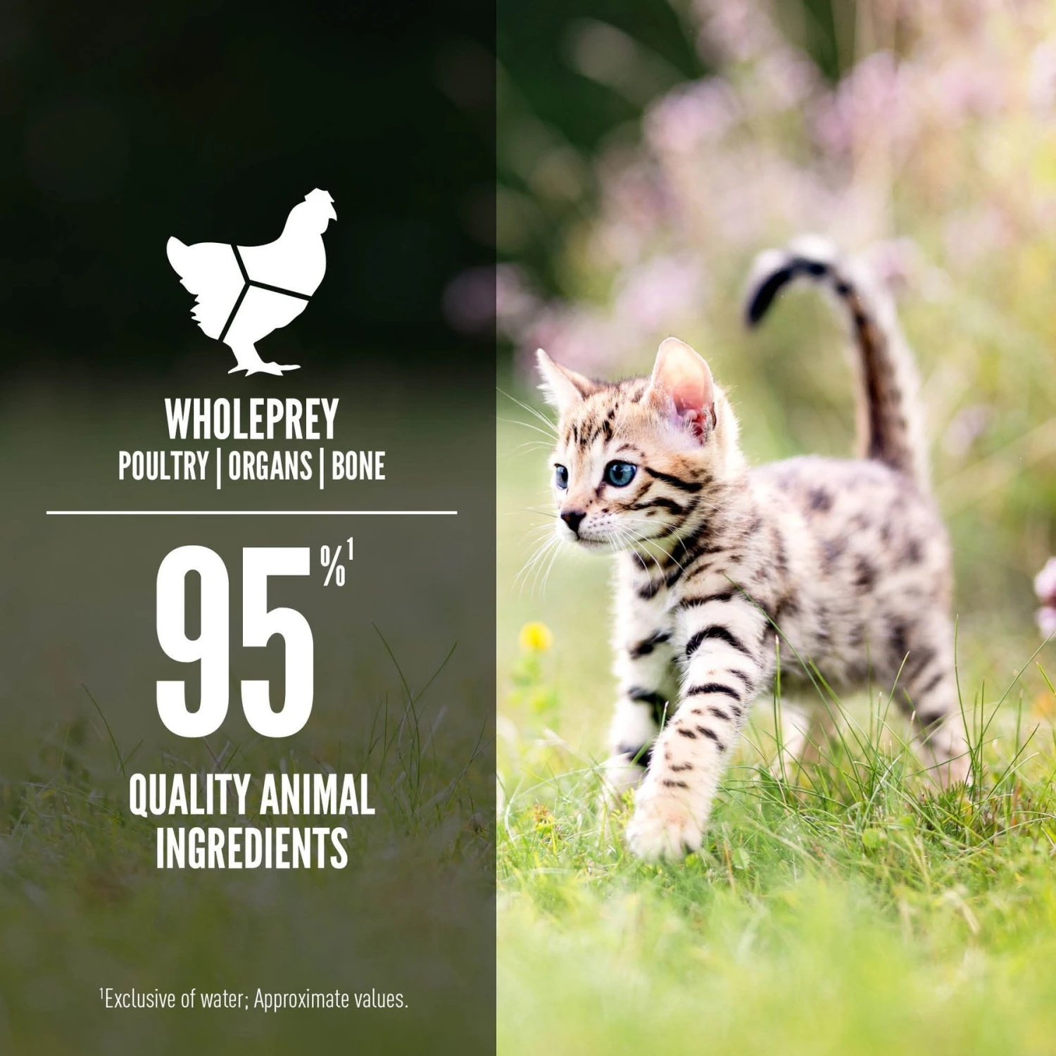 ORIJEN Kitten Recipe Chicken + Salmon Entree In Bone Broth Wet Cat Food 6 ORIJEN Kitten Recipe Chicken + Salmon Entree In Bone Broth Wet Cat Food - Image 4