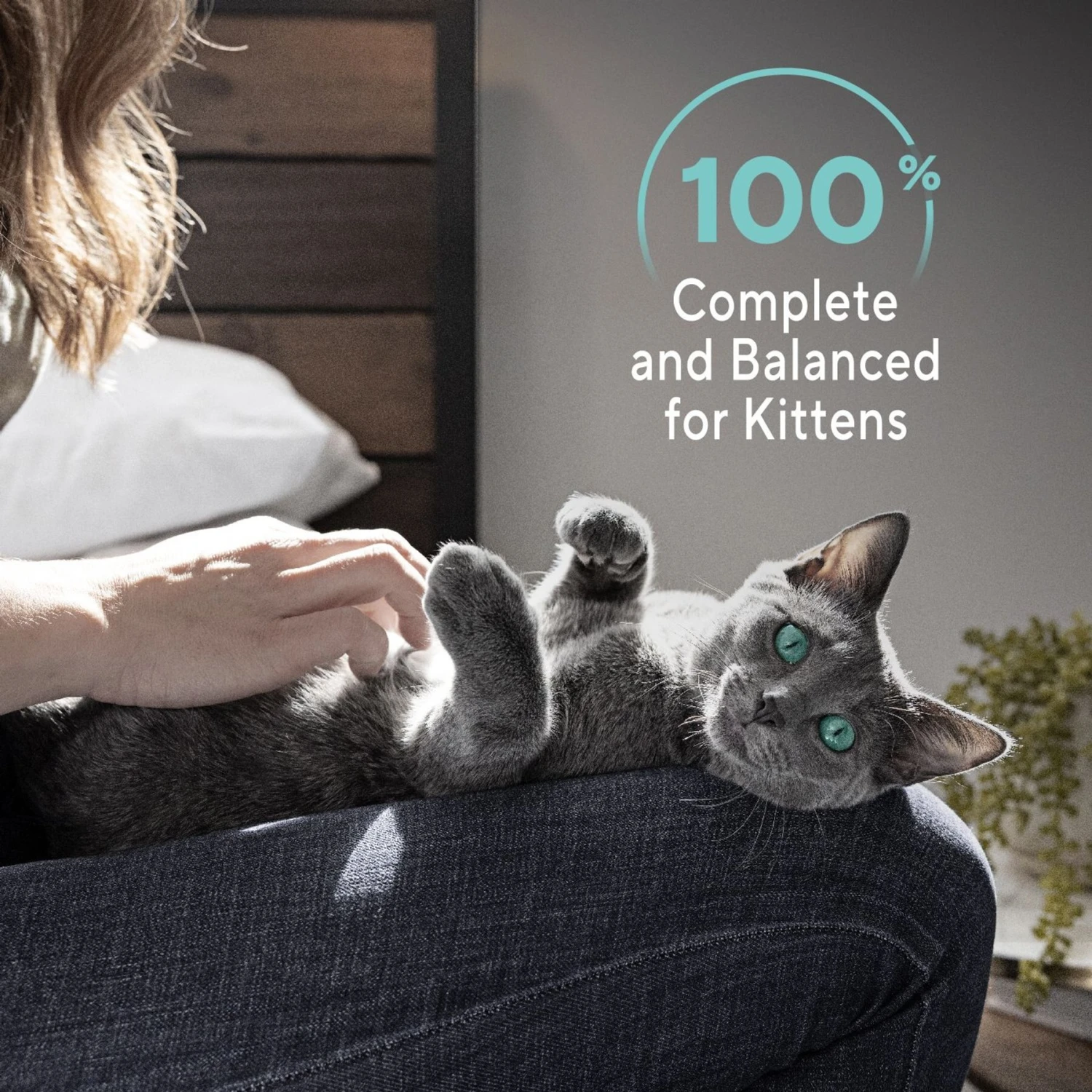 Sheba Perfect Portions Kitten Salmon Soft Pate Wet Cat Food 11 Sheba Perfect Portions Kitten Salmon Soft Pate Wet Cat Food - Image 9