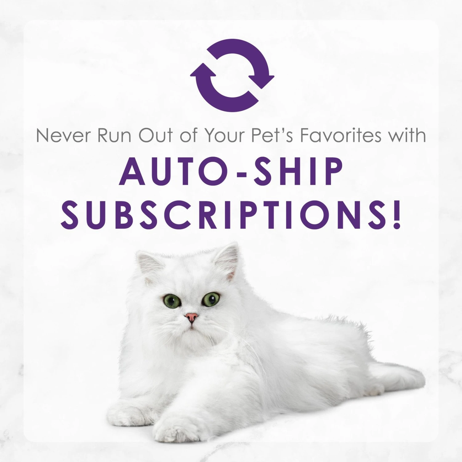 Fancy Feast Delights With Cheddar Grilled Chicken & Cheddar Cheese Feast In Gravy Canned Cat Food 11 Fancy Feast Delights With Cheddar Grilled Chicken & Cheddar Cheese Feast In Gravy Canned Cat Food - Image 9