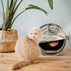 District 70 CAN Perfect Hiding Spot Funny Cat Scratcher, Grey 16 District 70 CAN Perfect Hiding Spot Funny Cat Scratcher, Grey -Almo nature Sales 762118 PT5. AC SS1800 V1675868095