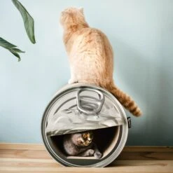 District 70 CAN Perfect Hiding Spot Funny Cat Scratcher, Grey 18 District 70 CAN Perfect Hiding Spot Funny Cat Scratcher, Grey -Almo nature Sales 762118 PT7. AC SS1800 V1675868094