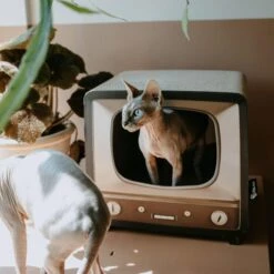 District 70 TELLY Retro Design Cat Scratcher, Brown -Almo nature Sales 762134 PT4. AC SS1800 V1675867269