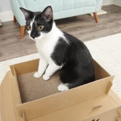 Carlson Pet Products Cat Camper & Scratcher 13 Carlson Pet Products Cat Camper & Scratcher -Almo nature Sales 778382 PT5. AC SS1800 V1676490270