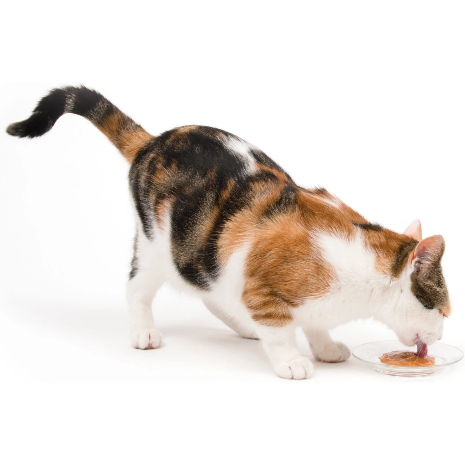 Catit Creamy Salmon Flavor Lickable Cat Treats 7 Catit Creamy Salmon Flavor Lickable Cat Treats - Image 5