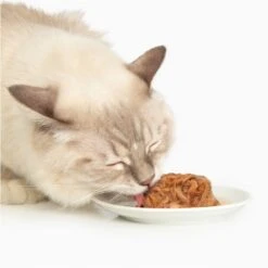 Catit Dinner Chicken With Salmon & Carrot Cat Wet Food, 2.8-oz Can -Almo nature Sales 781774 PT2. AC SS1800 V1677076294