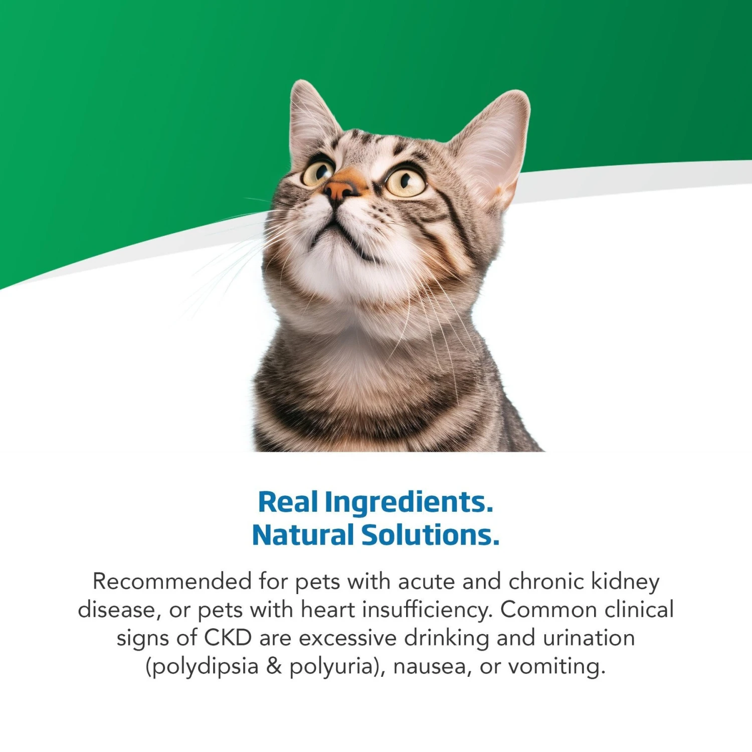 Farmina Vet Life Cat Renal Recipe In Gravy Wet Cat Food 6 Farmina Vet Life Cat Renal Recipe In Gravy Wet Cat Food - Image 4