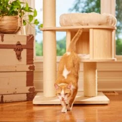 Nutro Perfect Portions Grain-Free Chicken Pate Recipe Adult Wet Cat Food Trays -Almo nature Sales 87480 PT8. AC SS1800 V1702678789