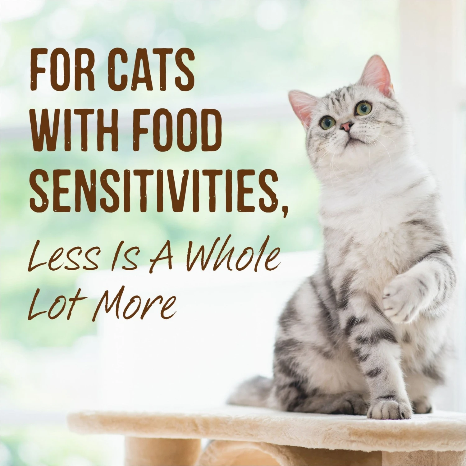 Merrick Limited Ingredient Diet Grain-Free Real Duck Pate Recipe Canned Cat Food 9 Merrick Limited Ingredient Diet Grain-Free Real Duck Pate Recipe Canned Cat Food - Image 7