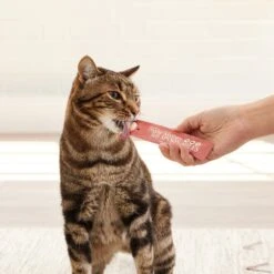 Good 'n' Tasty Savory Spoonables Chicken, Salmon & Duck Lickable Cat Treat 19 Good 'n' Tasty Savory Spoonables Chicken, Salmon & Duck Lickable Cat Treat -Almo nature Sales 953390 PT8. AC SS1800 V1698949052