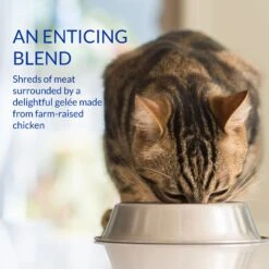 Inaba Chicken Variety Pack Lickable Cat Treat, 1.4-oz Tube, 12 Count 15 Inaba Chicken Variety Pack Lickable Cat Treat, 1.4-oz Tube, 12 Count -Almo nature Sales 959158 PT6. AC SS1800 V1700168923